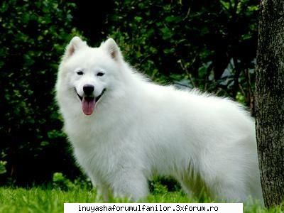Legenda InuYasha - Dupa cum stiti legenda Inuyasha se trage din - Inuyasha - adevar sau legenda?